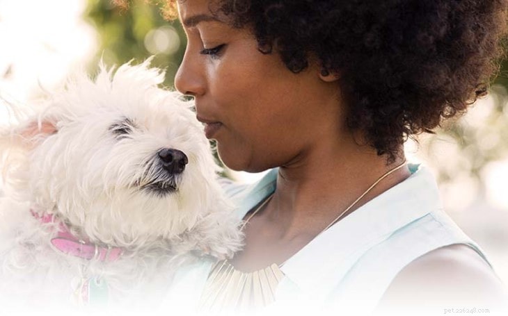 West Highland White Terrier Behavior: Traits, Temperament, and Care Tips