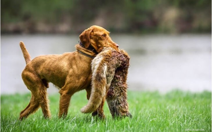Wirehaired Vizsla Behavior: Traits, Training, and Family Compatibility