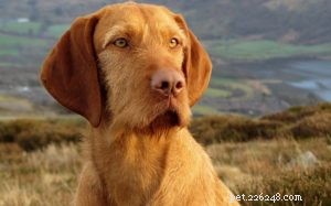 Wirehaired Vizsla Behavior: Traits, Training, and Family Compatibility