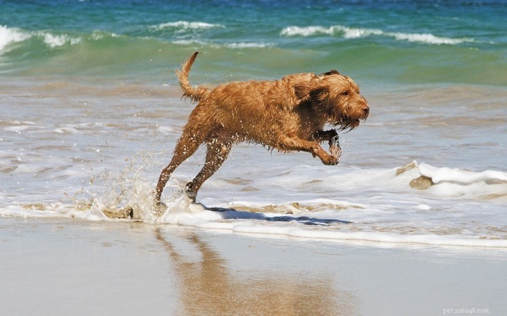 Wirehaired Vizsla Behavior: Traits, Training, and Family Compatibility