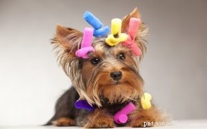 Yorkie Pin: A Compact, Loving Companion for Apartment Living