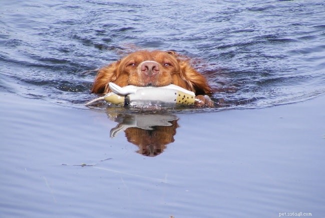 Deutscher Wachtelhund: Temperament, Training, and Family Life