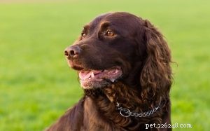 Deutscher Wachtelhund: Temperament, Training, and Family Life