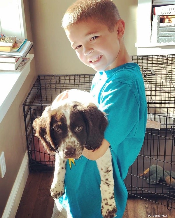 Deutscher Wachtelhund: Temperament, Training, and Family Life