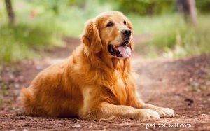 Understanding Golden Retriever Behavior: Traits & Care