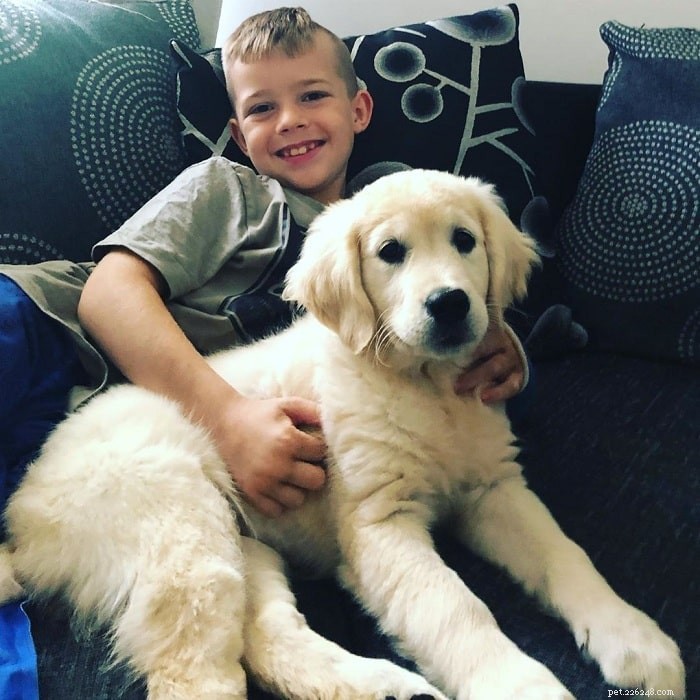 Understanding Golden Retriever Behavior: Traits & Care