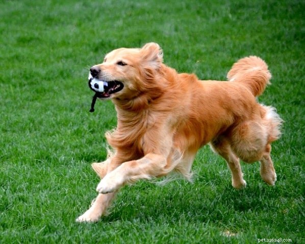 Understanding Golden Retriever Behavior: Traits & Care
