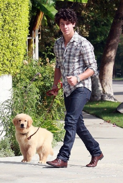 Understanding Golden Retriever Behavior: Traits & Care