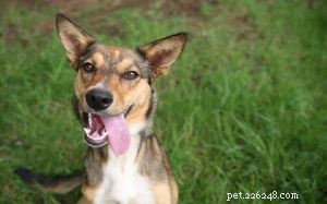 Understanding Mongrel Behavior: Traits, Care, and Family Compatibility