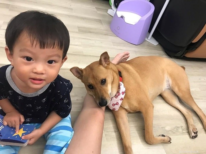 Understanding Mongrel Behavior: Traits, Care, and Family Compatibility