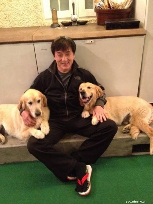 Understanding Golden Retriever Behavior: Traits & Care