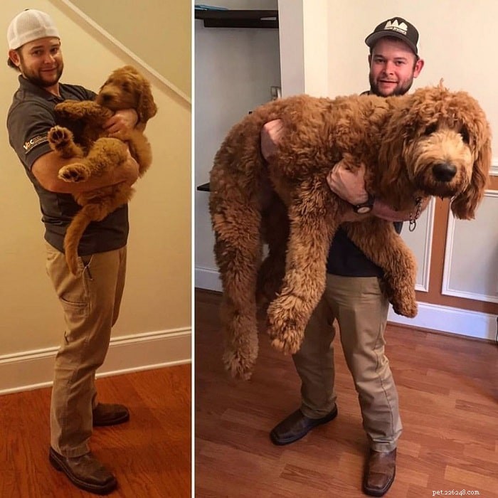 Goldendoodle Personality Traits: A Guide to Their Behavior and Care