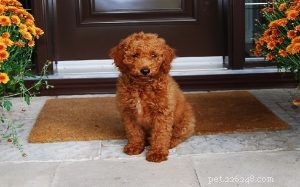 Goldendoodle Personality Traits: A Guide to Their Behavior and Care