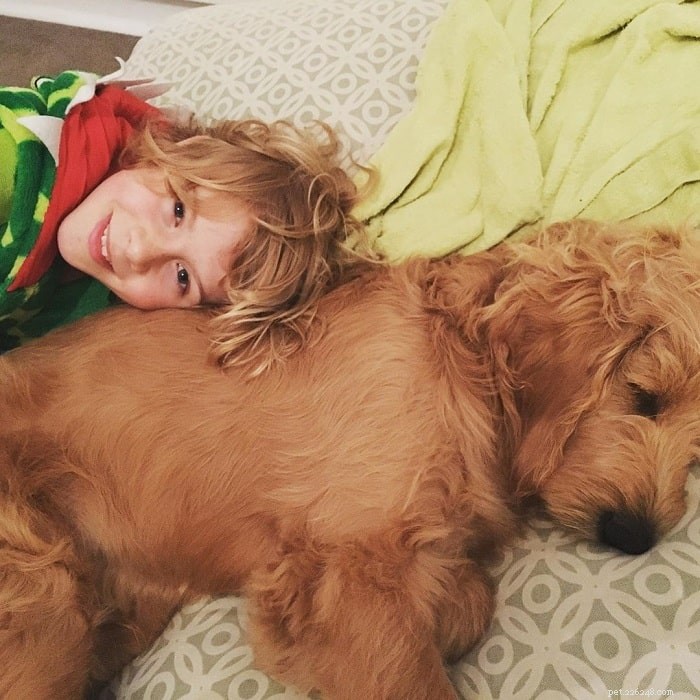 Goldendoodle Personality Traits: A Guide to Their Behavior and Care