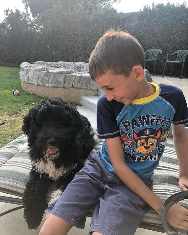 Understanding Labradoodle Behavior: Traits, Training, and Family Compatibility