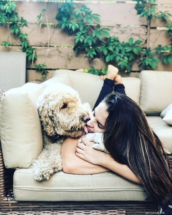 Understanding Labradoodle Behavior: Traits, Training, and Family Compatibility