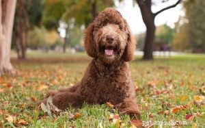 Understanding Labradoodle Behavior: Traits, Training, and Family Compatibility