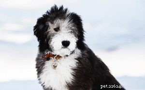 Sheepadoodle Traits: A Friendly Family Companion