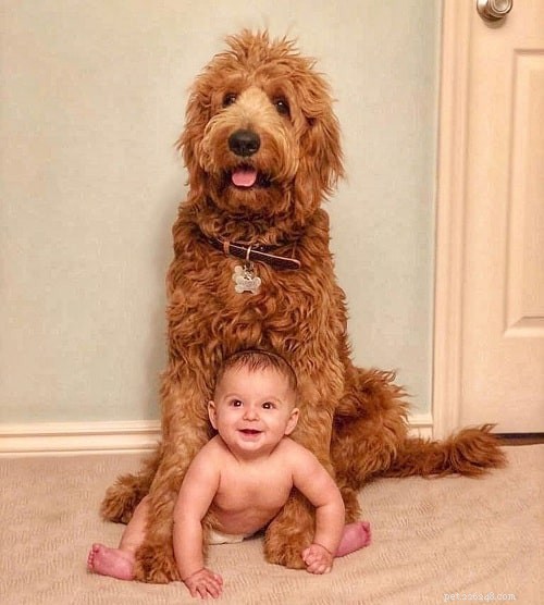 Sheepadoodle Traits: A Friendly Family Companion