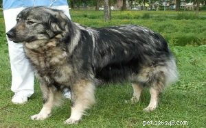 Yugoslavian Shepherd Dog: Traits, Temperament, and Care
