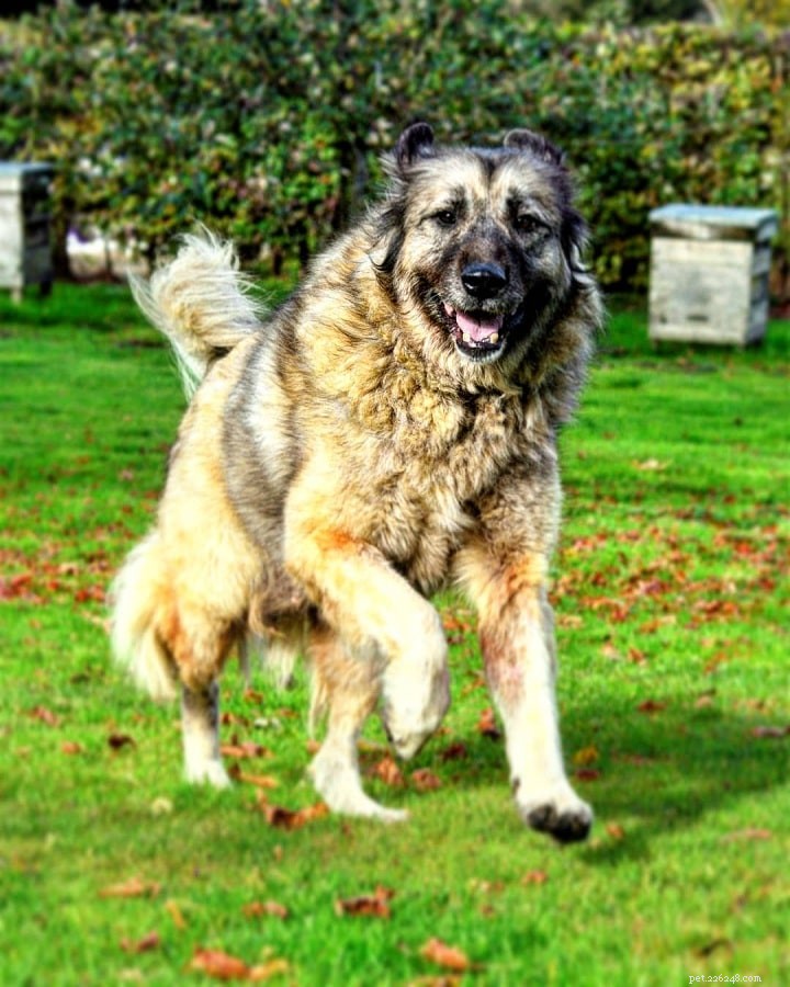Yugoslavian Shepherd Dog: Traits, Temperament, and Care