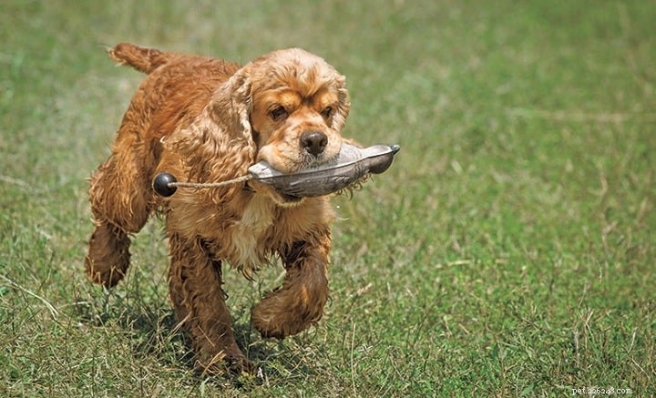 Understanding Cocker Spaniel Behavior: Traits, Care, and Companion Qualities