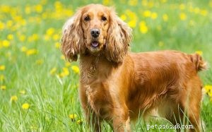 Understanding Cocker Spaniel Behavior: Traits, Care, and Companion Qualities