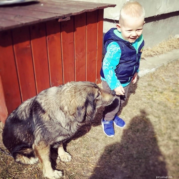 Yugoslavian Shepherd Dog: Traits, Temperament, and Care