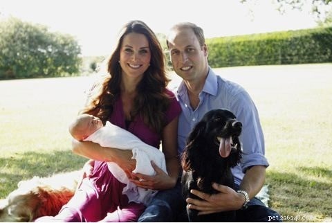 Understanding Cocker Spaniel Behavior: Traits, Care, and Companion Qualities