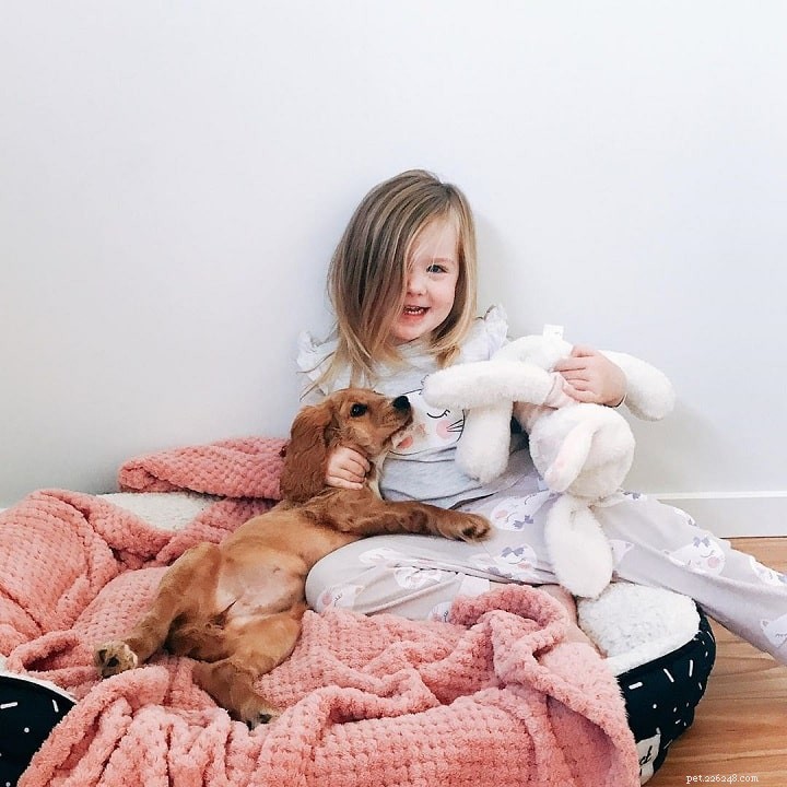 Understanding Cocker Spaniel Behavior: Traits, Care, and Companion Qualities