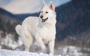 Understanding the Behavior of the White German Shepherd