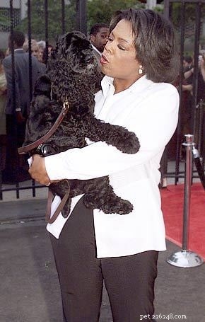 Understanding Cocker Spaniel Behavior: Traits, Care, and Companion Qualities