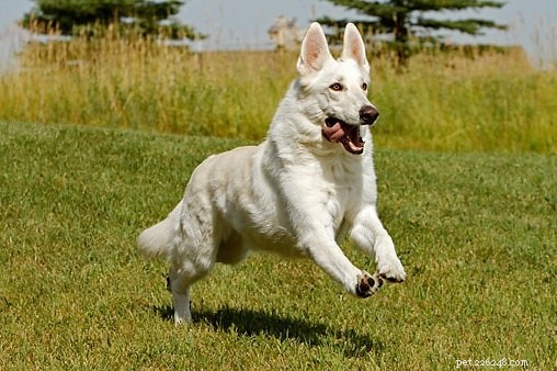 Understanding the Behavior of the White German Shepherd