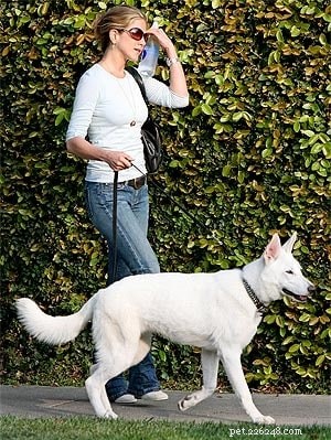 Understanding the Behavior of the White German Shepherd