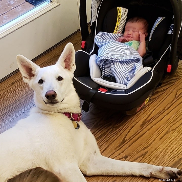 Understanding the Behavior of the White German Shepherd