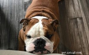 Victorian Bulldog Traits: Confidence, Strength, and Family Friendliness