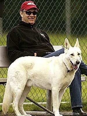 Understanding the Behavior of the White German Shepherd