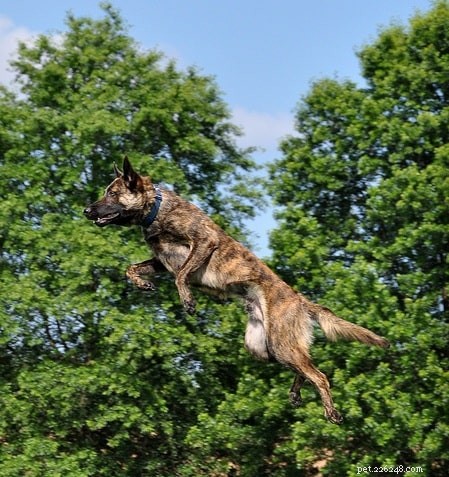 Dutch Shepherd Traits: The Ideal Companion and Guard Dog