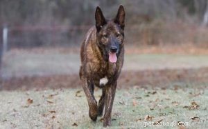 Dutch Shepherd Traits: The Ideal Companion and Guard Dog