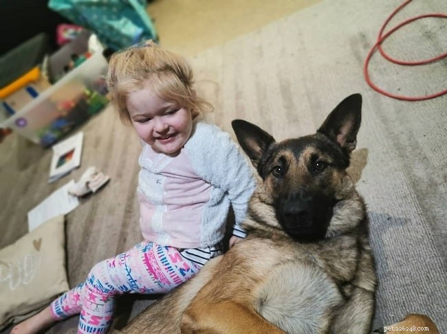 Dutch Shepherd Traits: The Ideal Companion and Guard Dog