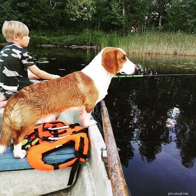 Drever Dog: Swedish Hunting Hound, Loyal & Active Companion