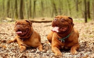 Understanding Dogue de Bordeaux Behavior: Traits, Training, and Care