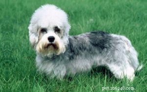 Dandie Dinmont Terrier Traits: Loyal, Low-Energy, Ideal Family Companion