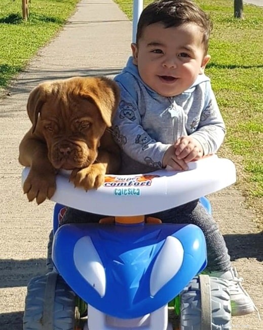Understanding Dogue de Bordeaux Behavior: Traits, Training, and Care