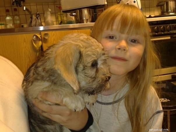 Dandie Dinmont Terrier Traits: Loyal, Low-Energy, Ideal Family Companion