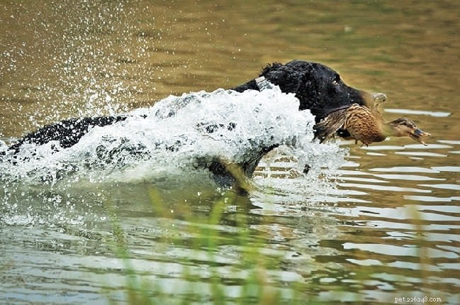 Understanding the Curly-Coated Retriever: Traits, Energy, and Ideal Living Conditions