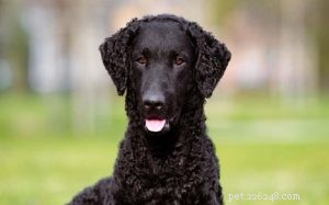 Understanding the Curly-Coated Retriever: Traits, Energy, and Ideal Living Conditions