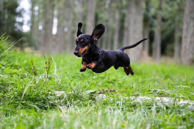 Understanding Dachshund Behavior: Temperament, Care, and Lifestyle Tips
