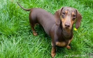 Understanding Dachshund Behavior: Temperament, Care, and Lifestyle Tips