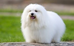 Coton de Tulear: Playful Companion & Care Tips